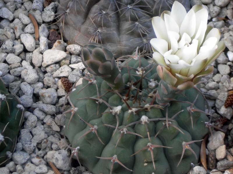 Gymnocalycium stellatum 