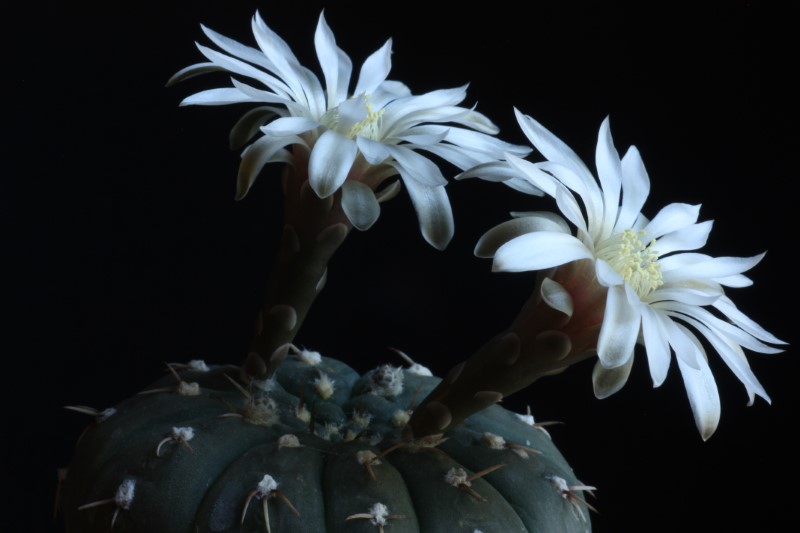 Gymnocalycium stellatum 