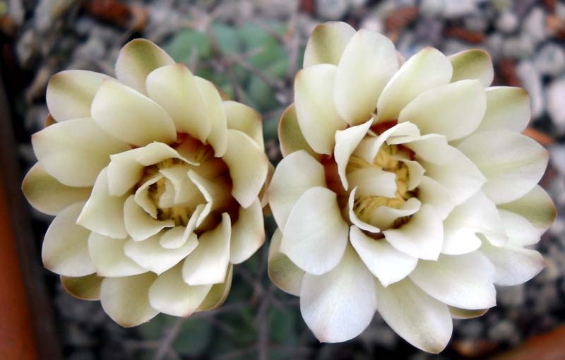 Gymnocalycium stellatum 