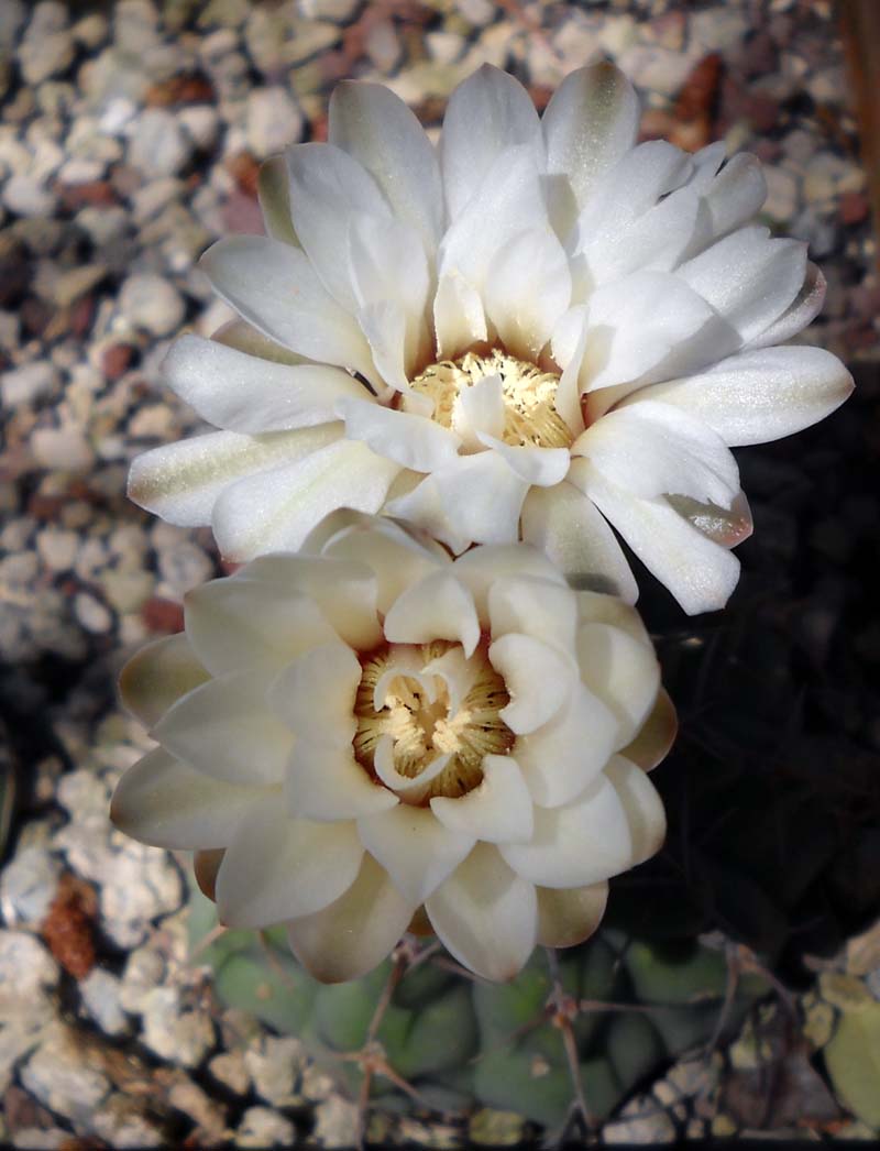 Gymnocalycium stellatum 