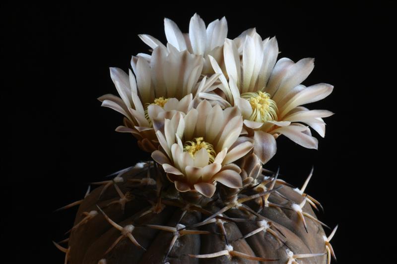 Gymnocalycium stellatum v. paucispinum 