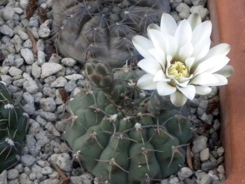 Gymnocalycium stellatum 