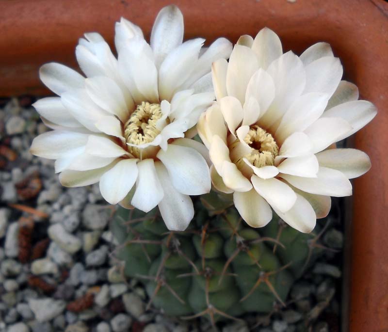 Gymnocalycium stellatum 