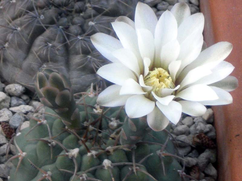 Gymnocalycium stellatum 