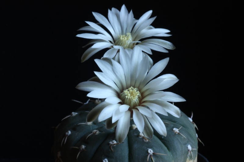 Gymnocalycium stellatum 