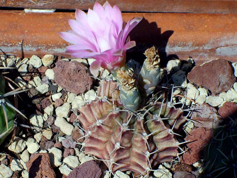 Gymnocalycium stenopleurum 