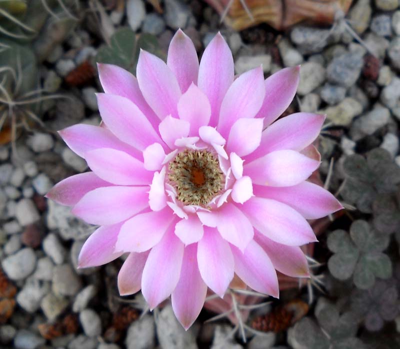 Gymnocalycium stenopleurum 