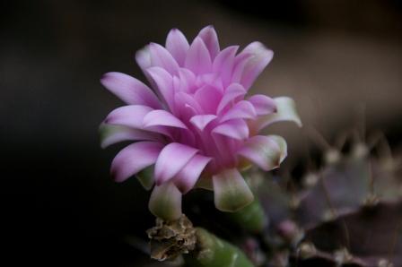 Gymnocalycium stenopleurum 