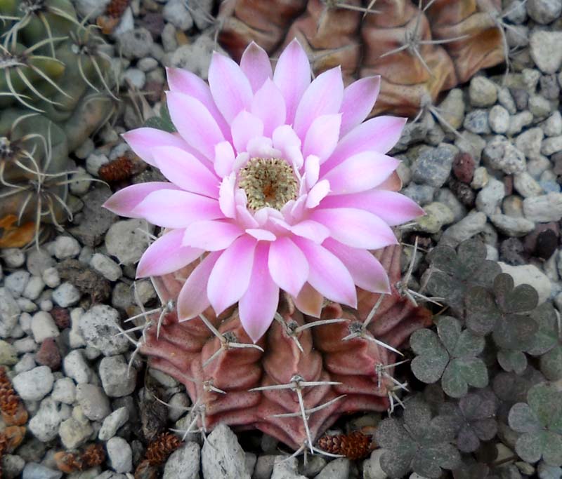 Gymnocalycium stenopleurum 