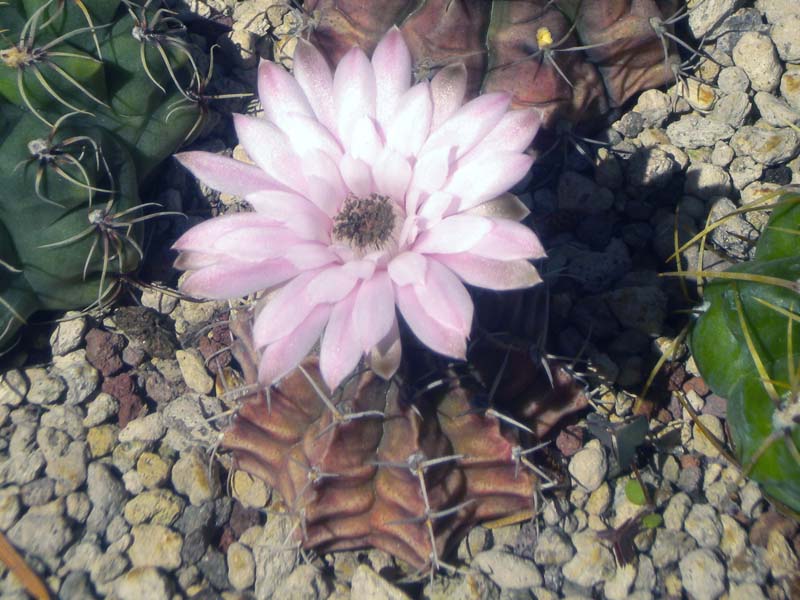 Gymnocalycium stenopleurum 