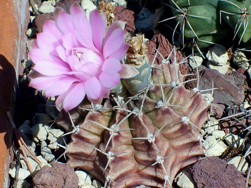 Gymnocalycium stenopleurum 