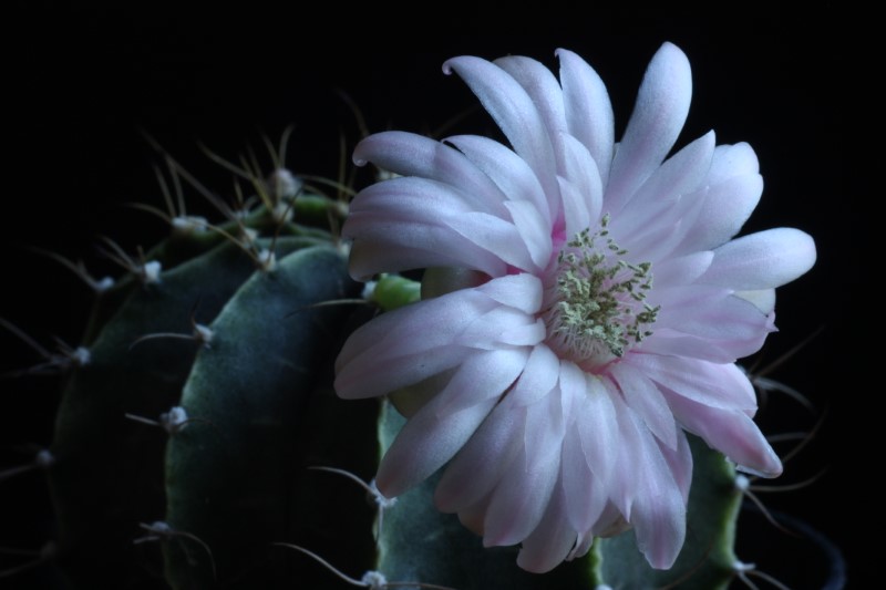 Gymnocalycium stenopleurum 