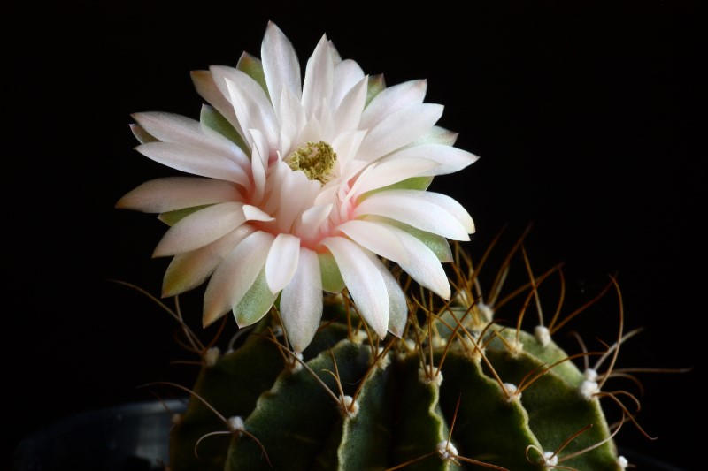 Gymnocalycium stenopleurum 