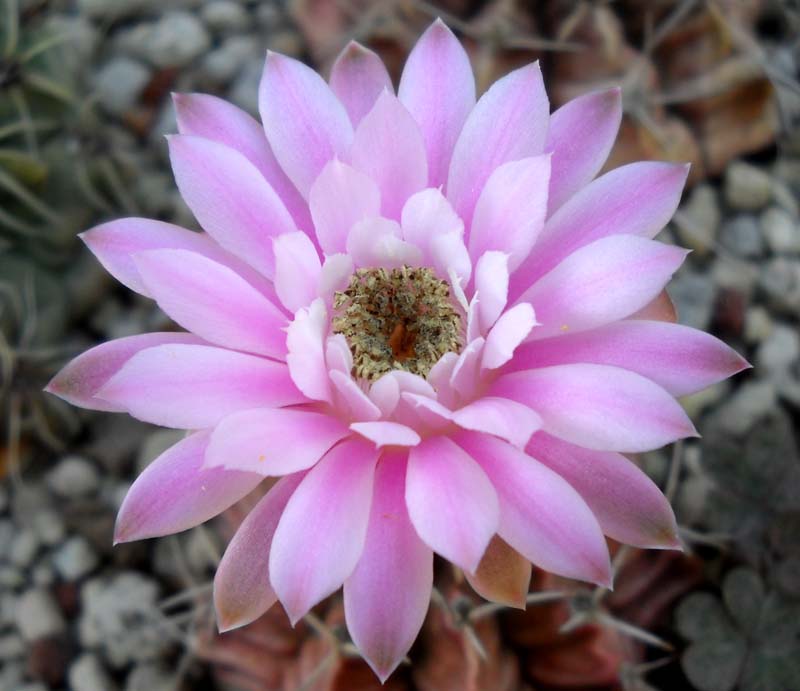 Gymnocalycium stenopleurum 