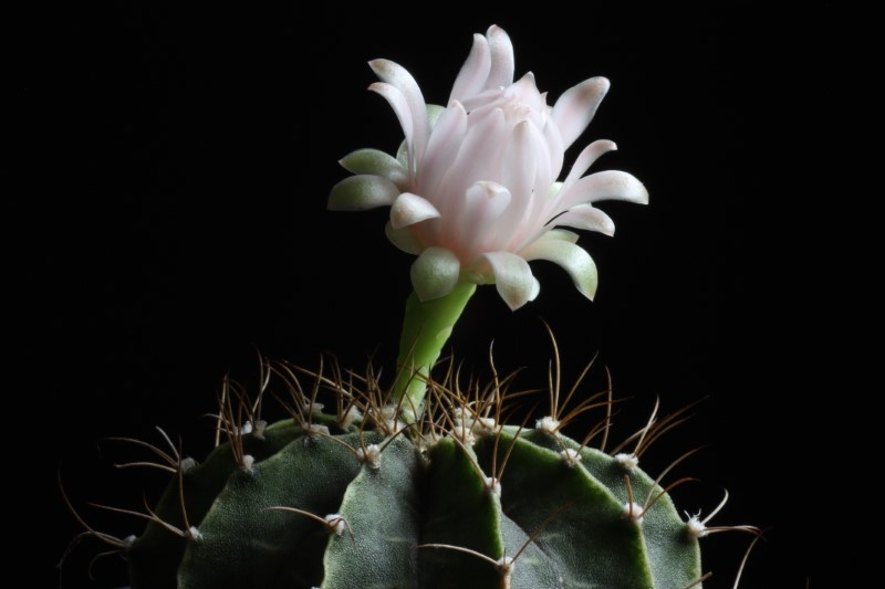 Gymnocalycium stenopleurum 