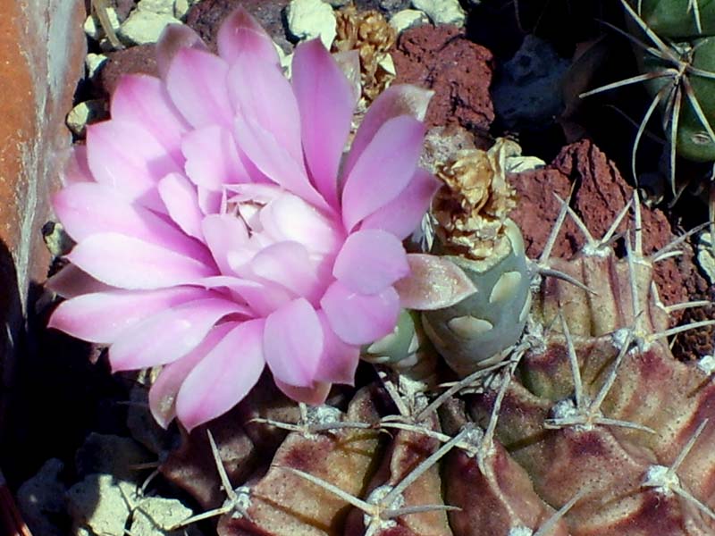 Gymnocalycium stenopleurum 