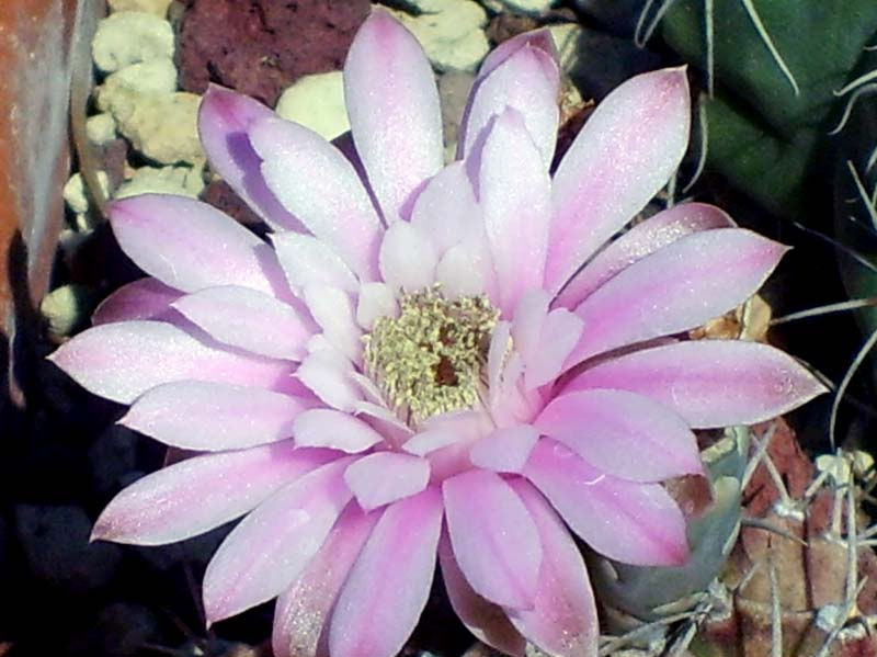 Gymnocalycium stenopleurum 