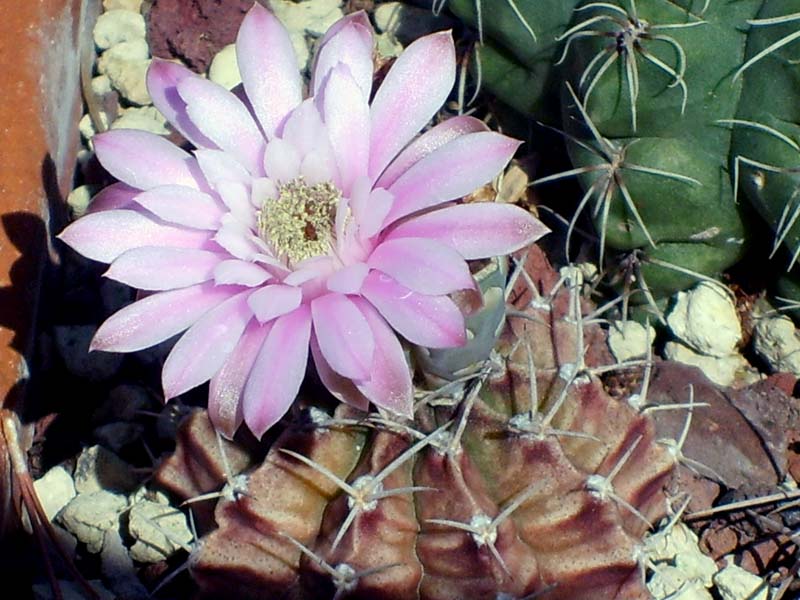 Gymnocalycium stenopleurum 