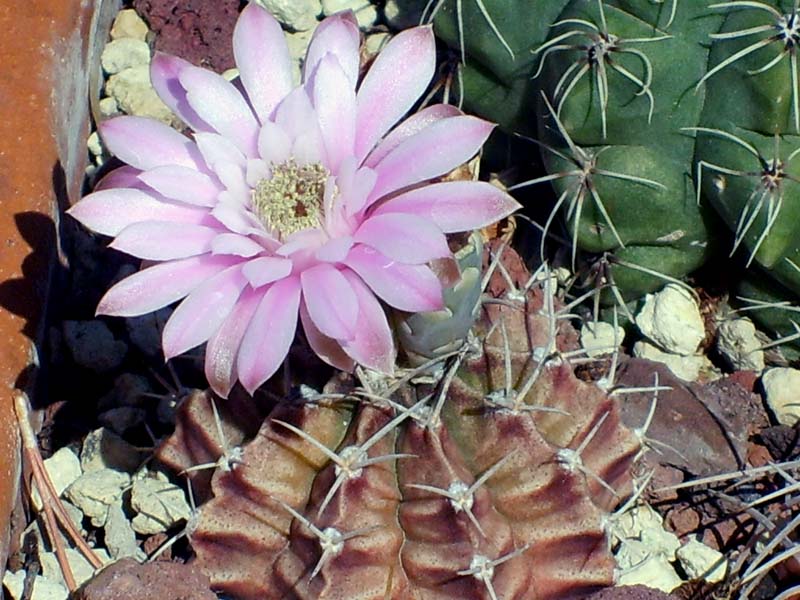 Gymnocalycium stenopleurum 