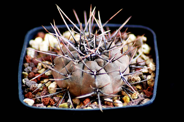 Gymnocalycium striglianum v. herminae HV 725