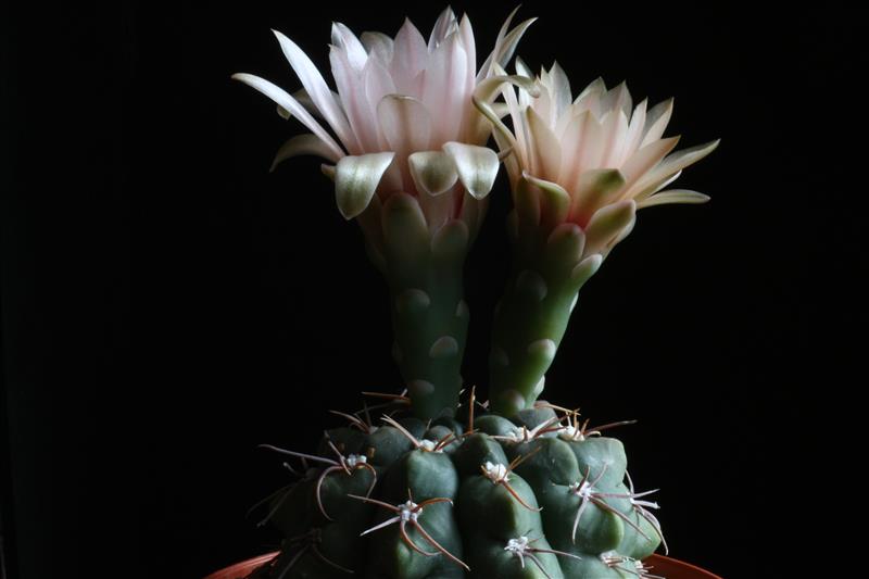 Gymnocalycium sutterianum 