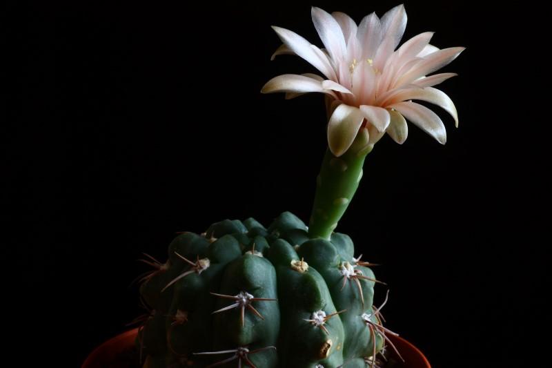 gymnocalycium sutterianum