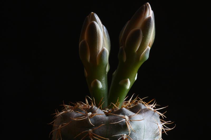 Gymnocalycium taningaense JO 310