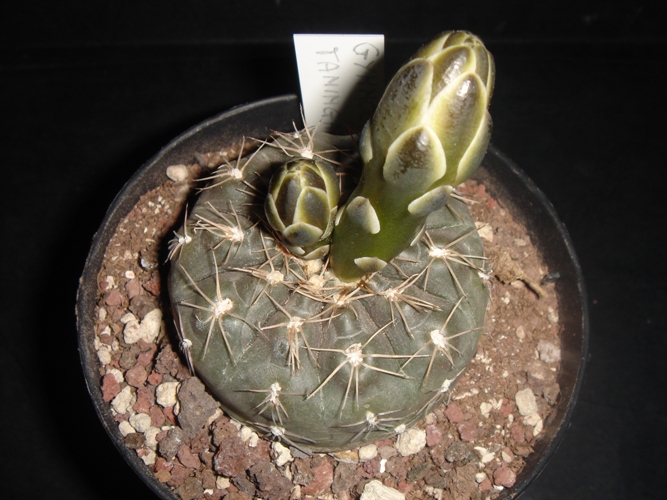 Gymnocalycium taningaense STO489