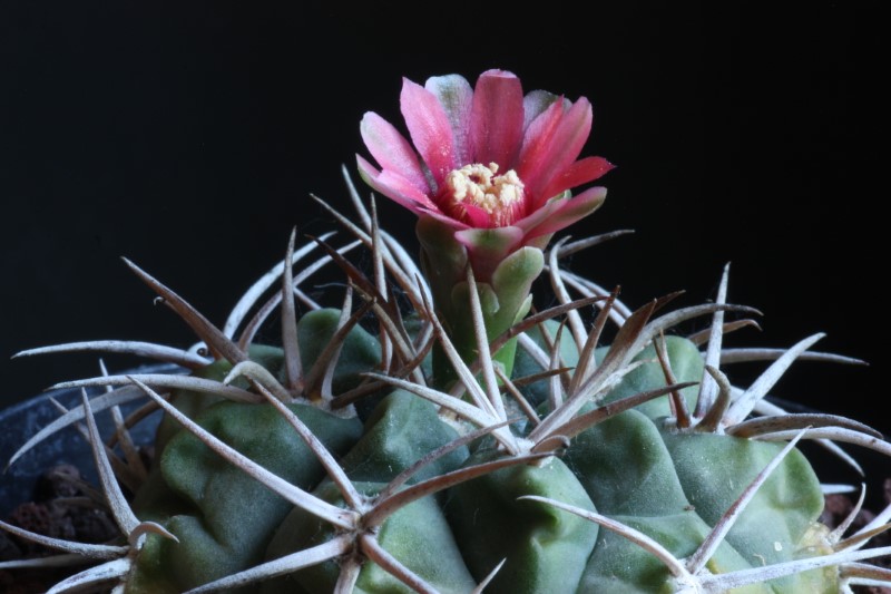 Gymnocalycium tillianum 