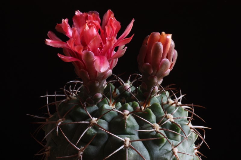 Gymnocalycium tillianum 