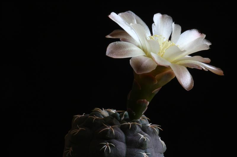 gymnocalycium uebelmannianum