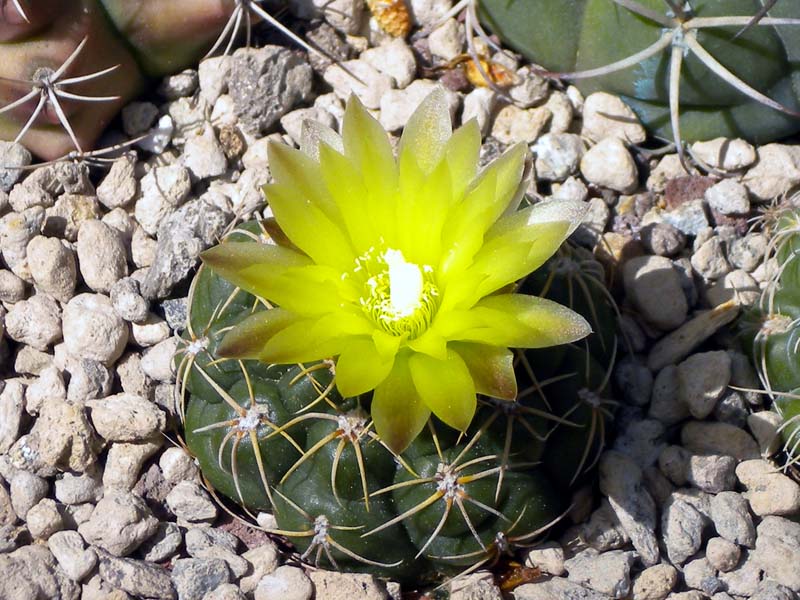 Gymnocalycium uruguayense 