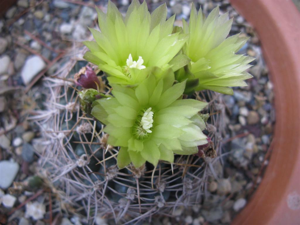 Gymnocalycium uruguayense 