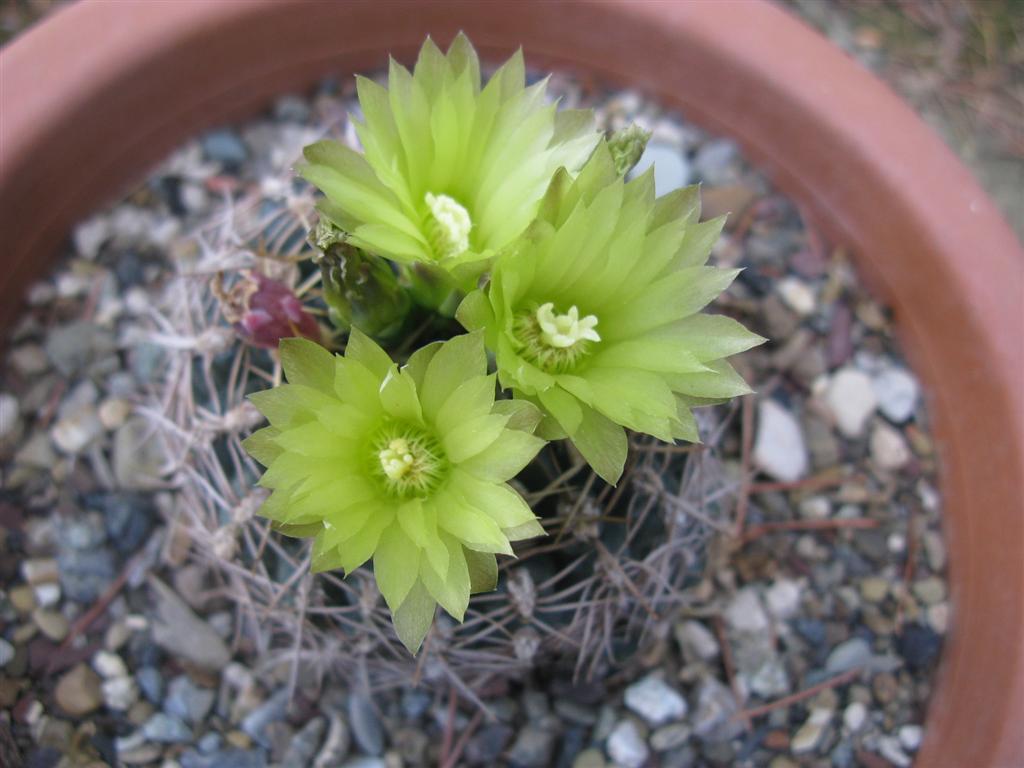 Gymnocalycium uruguayense 