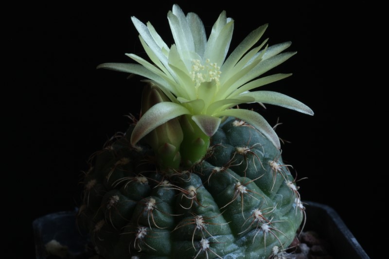 Gymnocalycium uruguayense 