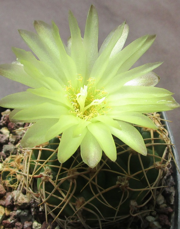 Gymnocalycium uruguayense 