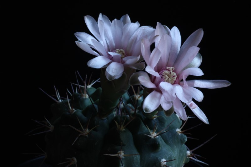 gymnocalycium valnicekianum