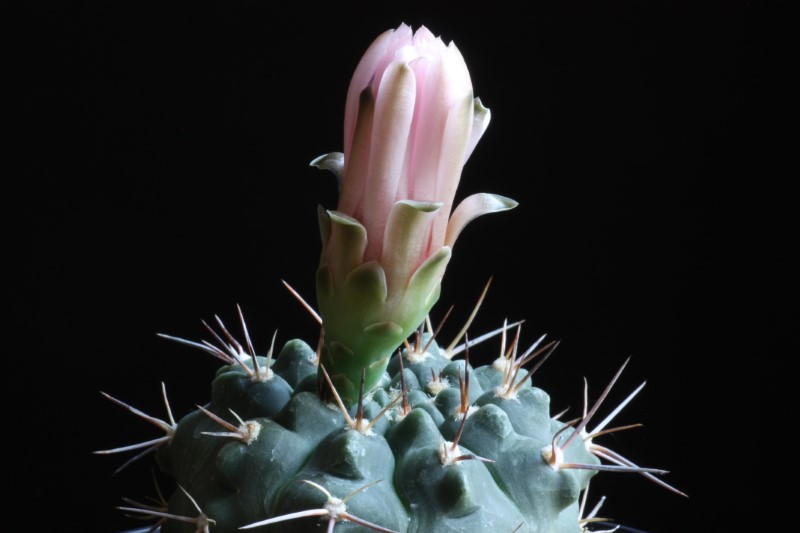 Gymnocalycium valnicekianum 