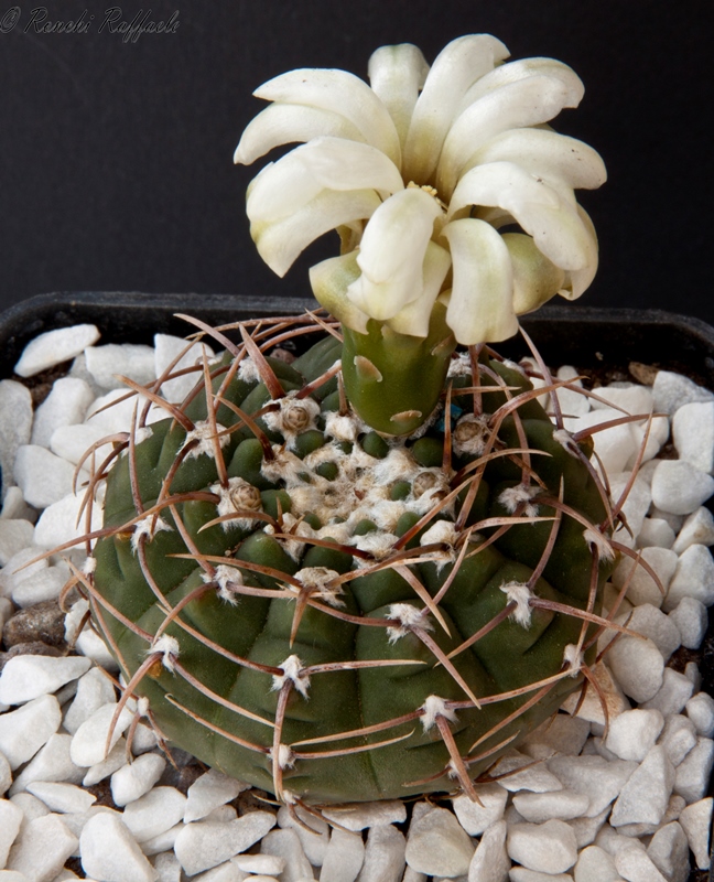 Gymnocalycium vatteri 