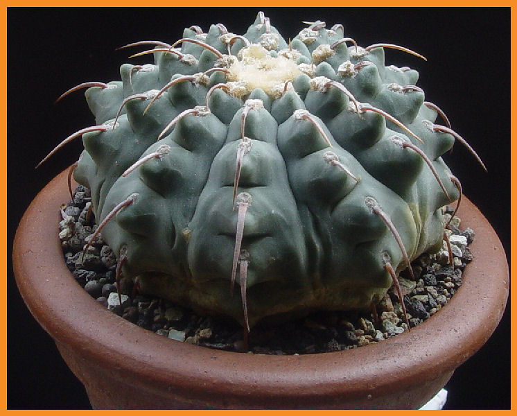 Gymnocalycium vatteri 