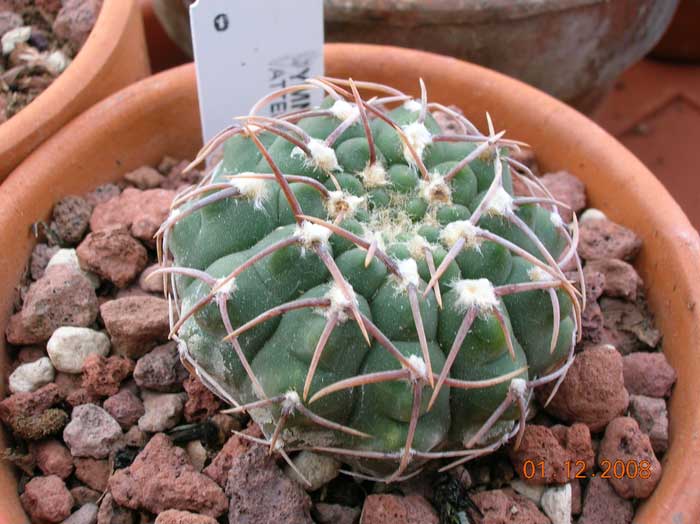 Gymnocalycium vatteri 