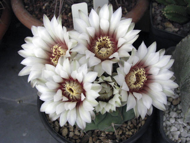 Gymnocalycium vatteri 