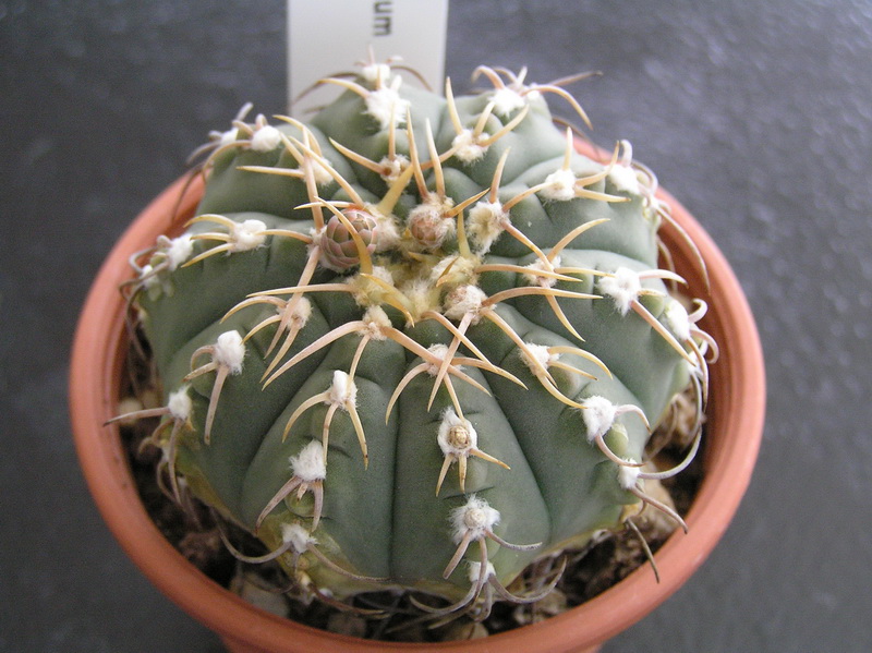 Gymnocalycium vatteri 