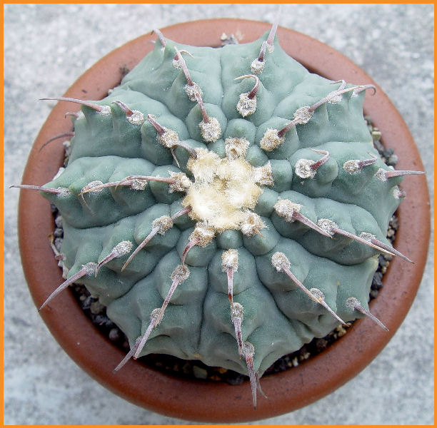 Gymnocalycium vatteri 