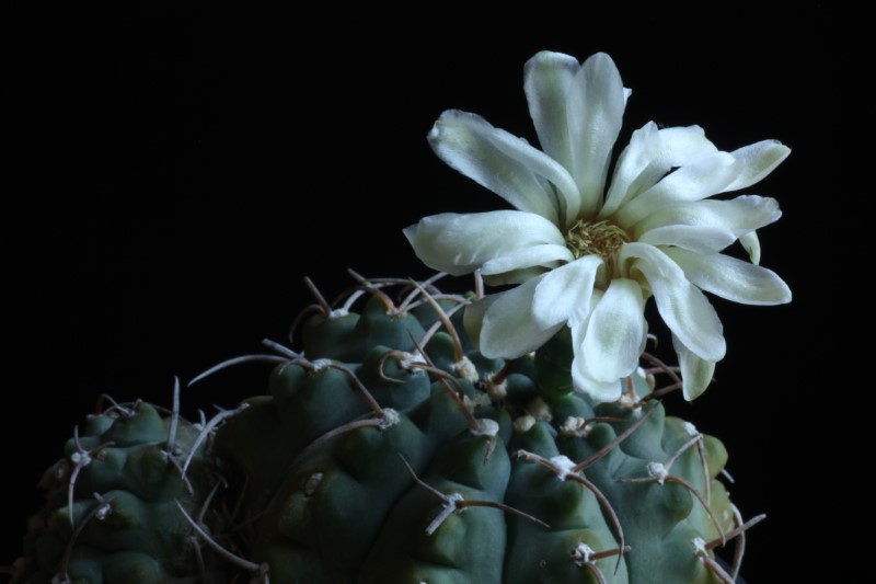 Gymnocalycium vatteri 