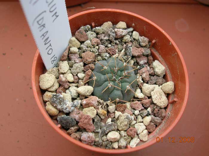 Gymnocalycium vatteri 