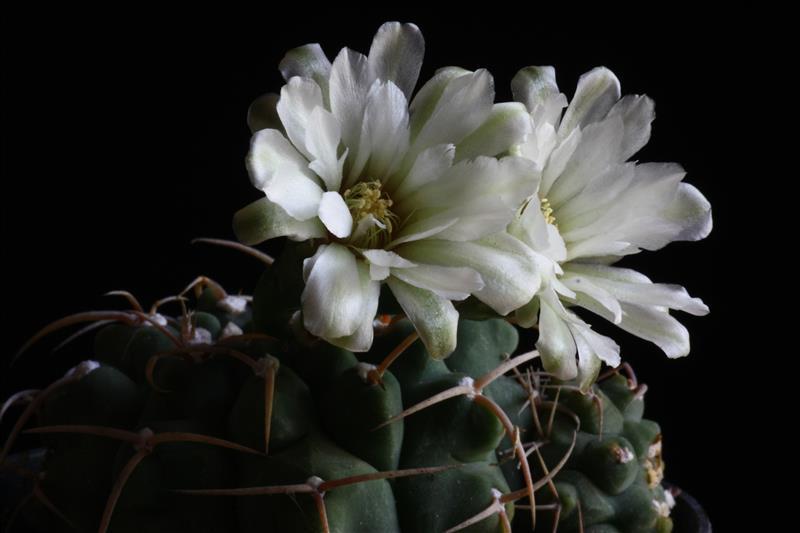 Gymnocalycium vatteri 