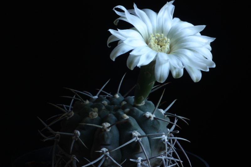 gymnocalycium vatteri v. altautinense