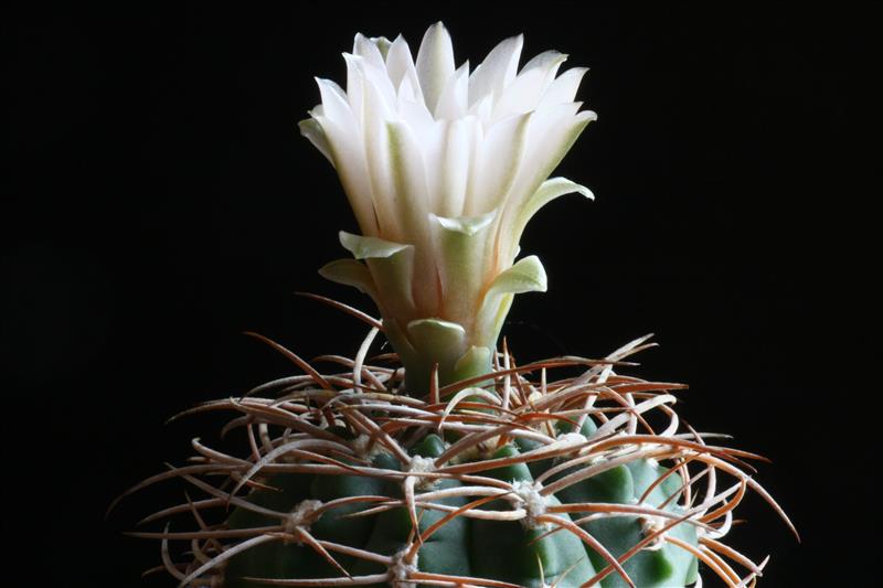 Gymnocalycium weissianum ISI 1705