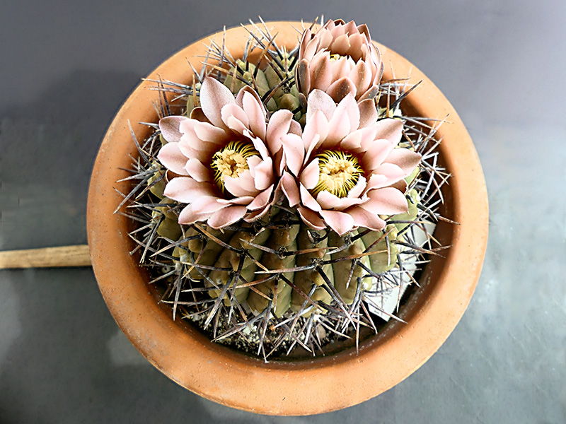 Gymnocalycium bodenbenderianum 